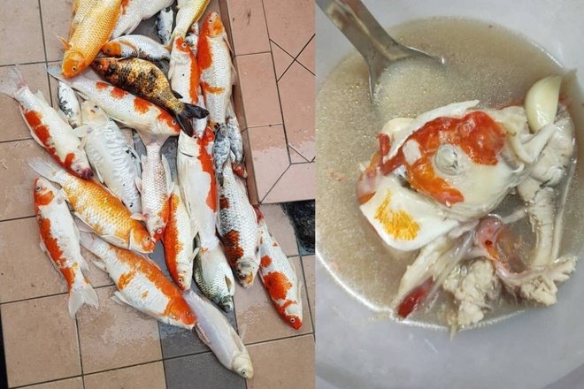 Amanda Omeychua khẳng định nếu sau này xảy ra tình huống tương tự cô vẫn sẽ tiếp tục chế biến thành món ăn bất chấp sự chỉ trích của mọi người.
